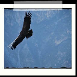 cruz_del_condor_030