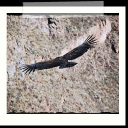 cruz_del_condor_045