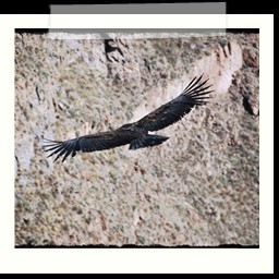 cruz_del_condor_045