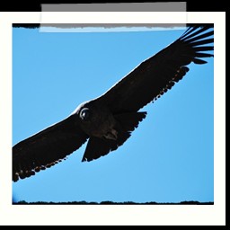 cruz_del_condor_047