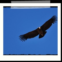 cruz_del_condor_064