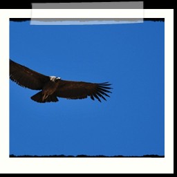 cruz_del_condor_067