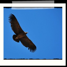 cruz_del_condor_069