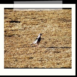 cusco_1_107