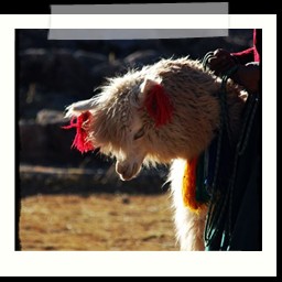 cusco_1_114