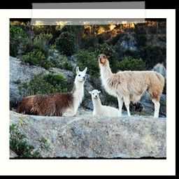 cusco_1_136