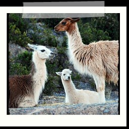cusco_1_137