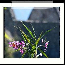 machu_picchu_114