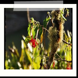 machu_picchu_116