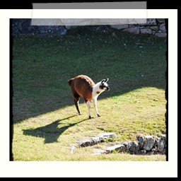 machu_picchu_119