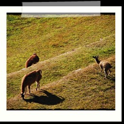 machu_picchu_156