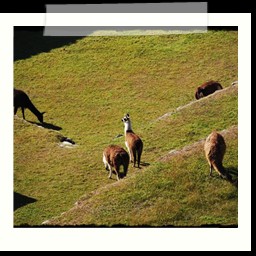 machu_picchu_167