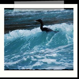 paracas_091