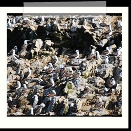 paracas_115