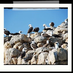 paracas_151