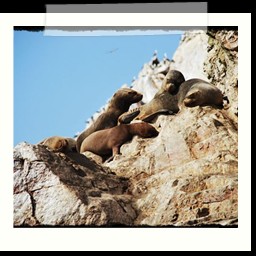 paracas_173