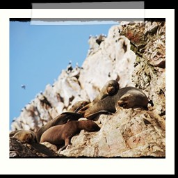paracas_174