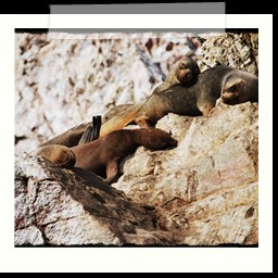 paracas_179