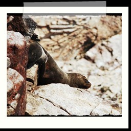 paracas_181