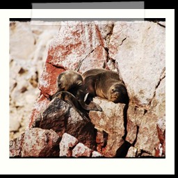 paracas_184