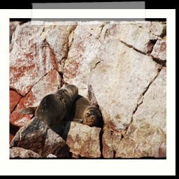 paracas_185