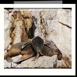 paracas_188