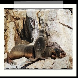 paracas_189