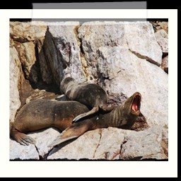 paracas_190