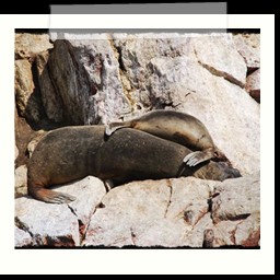 paracas_191