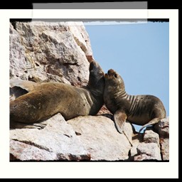 paracas_200