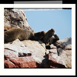 paracas_202