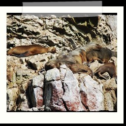 paracas_210