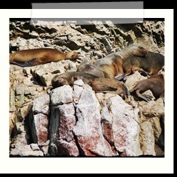 paracas_211