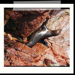 paracas_218