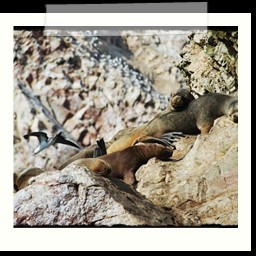 paracas_223
