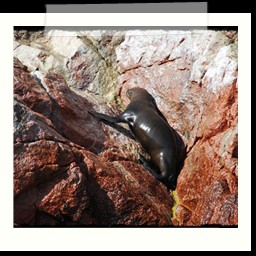 paracas_224