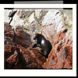 paracas_225