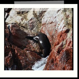 paracas_227