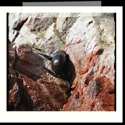 paracas_228