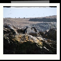 paracas_246