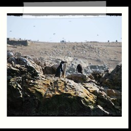paracas_247