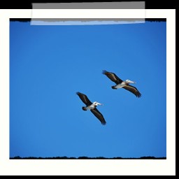 paracas_279