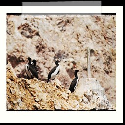 paracas_283