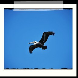 paracas_286