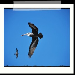 paracas_287
