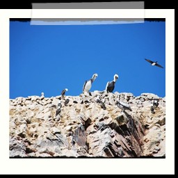 paracas_292