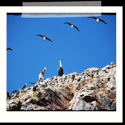 paracas_297