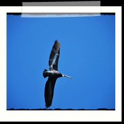 paracas_298