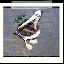 paracas_331