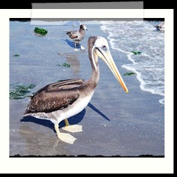 paracas_332